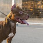 Números de ataques de cães em Minas cresce quase 40% este ano