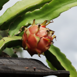 Nem maçã, nem banana. Município mineiro inclui pitaya na alimentação escolar
