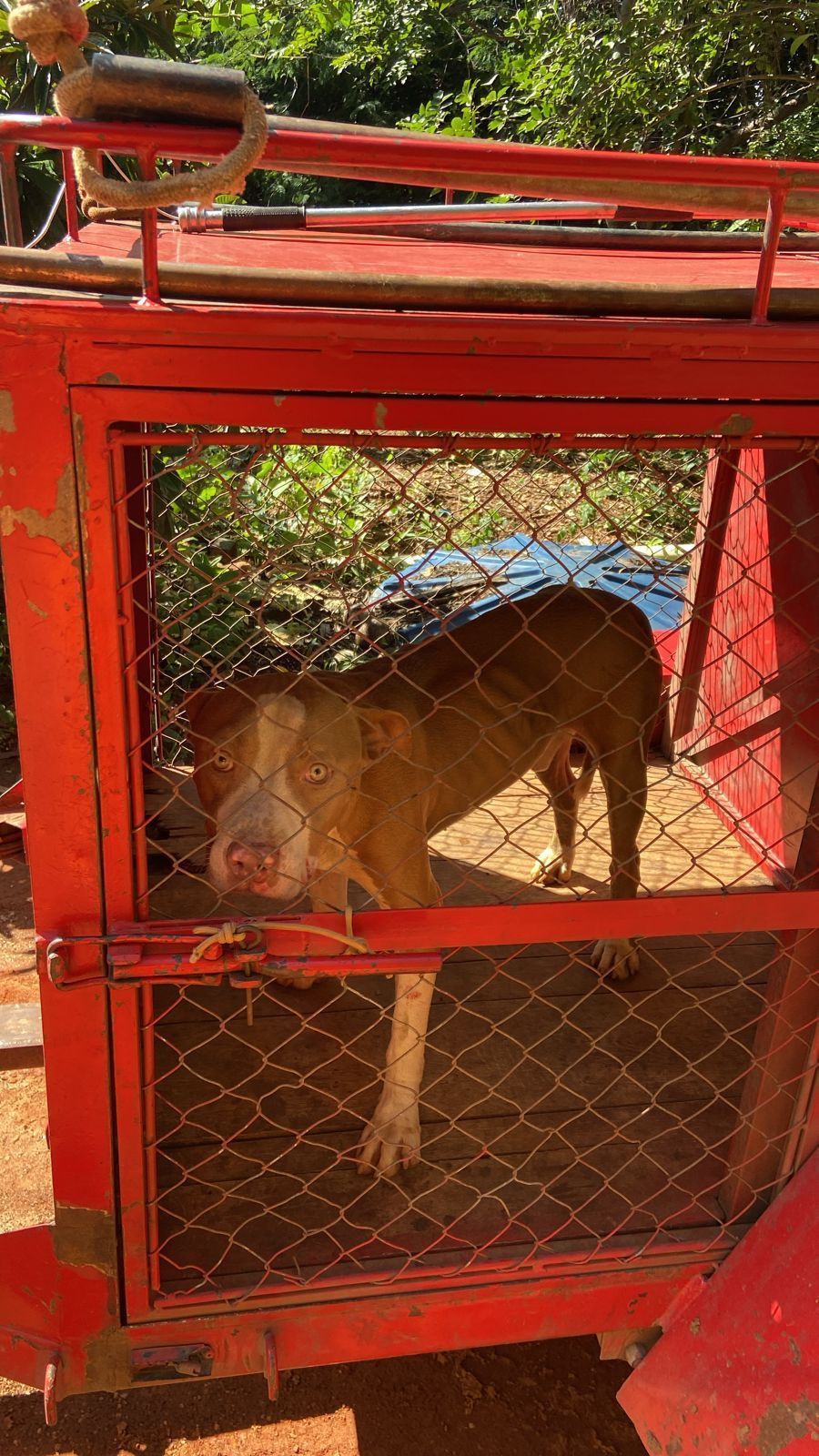 Pitbull invade quintal e ataca idoso em mãos, braços e perna no interior de Minas