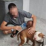 Tutor de pitbull que atacou cadela em MG vê vídeo na internet e reencontra animal