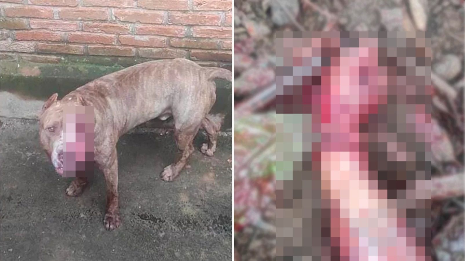 MG: ladrão invade chácara, é atacado por pitbull e acaba com antebraço amputado