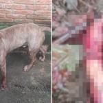 MG: ladrão invade chácara, é atacado por pitbull e acaba com antebraço amputado