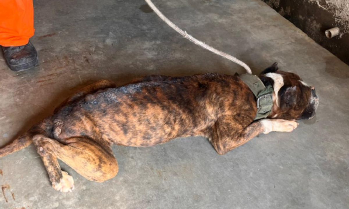 Canil Municipal  atende pit bull vítima de maus-tratos resgatado em Juiz de Fora