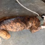 Canil Municipal  atende pit bull vítima de maus-tratos resgatado em Juiz de Fora