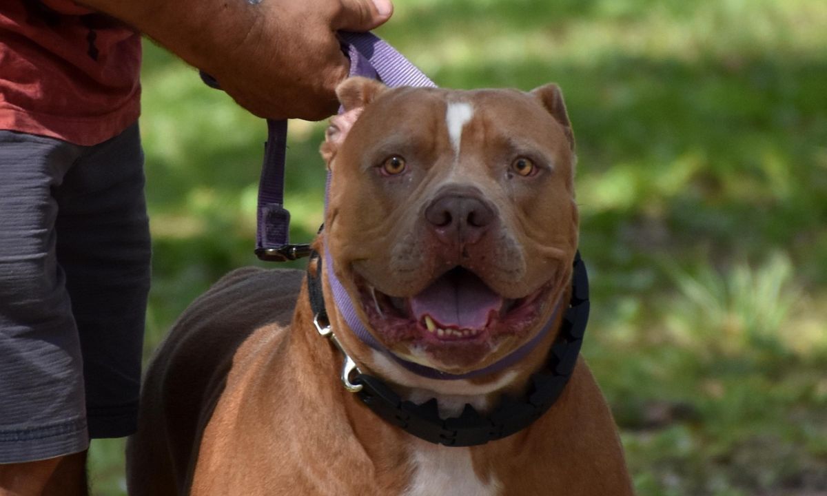 Homem responde por omissões de cautela na guarda de pitbull em Juiz de Fora