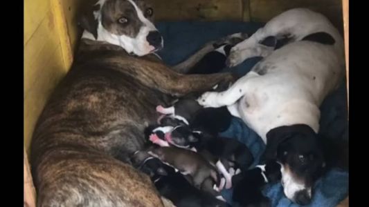 Pitbull engravida de cachorro 'salsicha' e filhote Maguila faz sucesso na internet