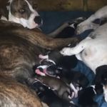 Após ‘salsicha’ engravidar pitbull, veterinária alerta para cruzamento de raças diferentes: 'cesárea'