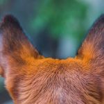 Mãe e cachorro impedem suspeitos de matar jovem em Minas; entenda