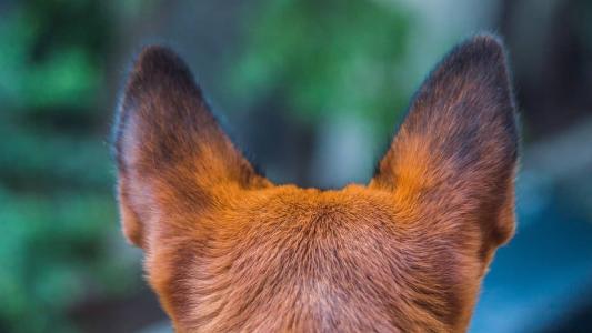 Pitbull espantou criminosos que tentaram matar jovem em Patos de Minas