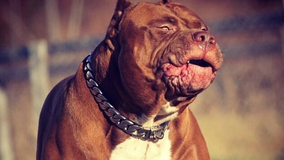 Vídeo mostra Hulk, pitbull mais forte do mundo, puxando caminhonete