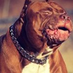 Vídeo mostra Hulk, pitbull mais forte do mundo, puxando caminhonete