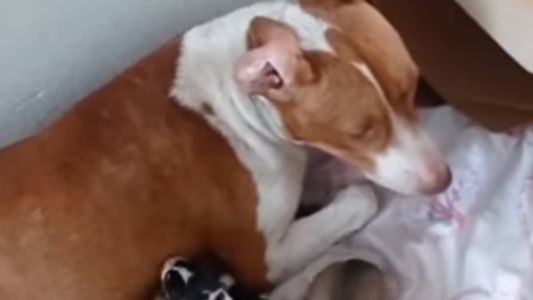 Pitbull resgatada prenha na Estrada do Sanatório na última terça-feira (31)