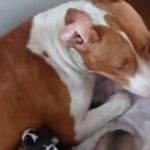 Protetores de animais denunciam abandono e maus-tratos na antiga Estrada do Sanatório; saiba como ajudar