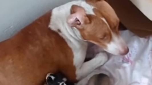 Pitbull resgatada prenha na Estrada do Sanatório na última terça-feira (31)