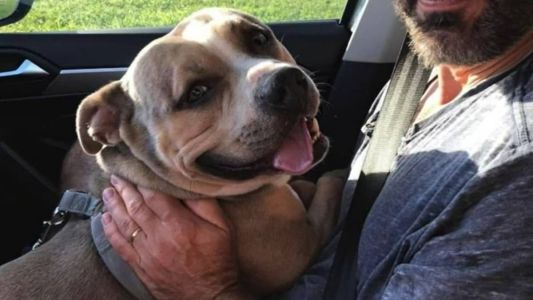 Pitbull salvou a vida de uma menina de 15 anos