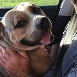 Pitbull morre ao salvar a vida de menina de 15 anos em incêndio em casa