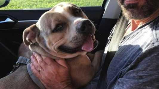 Pitbull salvou a vida de uma menina de 15 anos