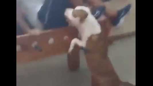 Pitbull vive na rua e entrou na escola na hora do intervalo