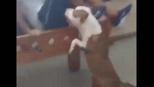 Pitbull vive na rua e entrou na escola na hora do intervalo