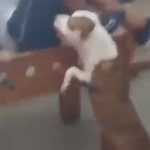 Pitbull invade escola na hora do recreio, fere aluno e causa pânico no Complexo da Maré