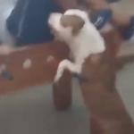Pitbull invade escola na hora do recreio, fere aluno e causa pânico no Complexo da Maré