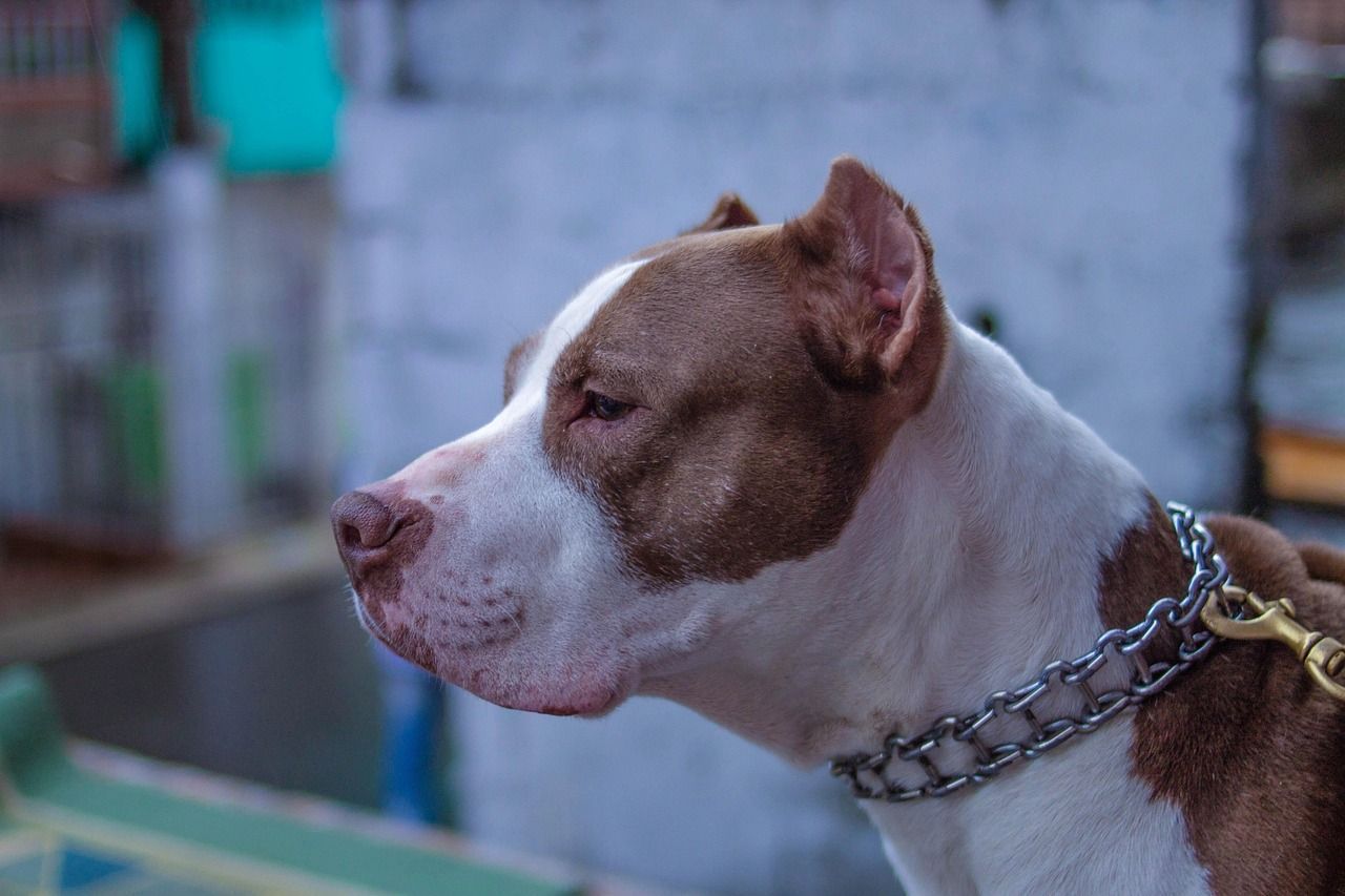 Criança de 2 anos é atacada por pitbull e tem couro cabeludo arrancado na Grande BH