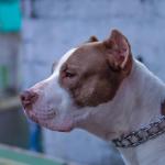 Homem é preso durante fuga após tentar invadir casa com cachorros pitbulls, em BH