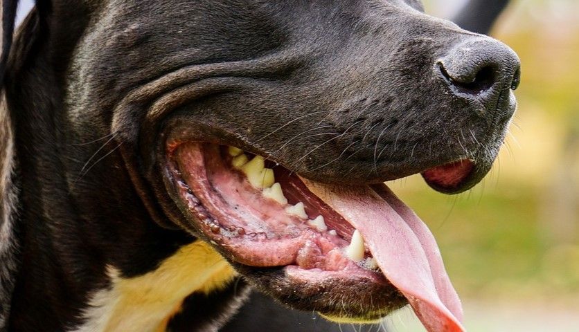 Ataque de pitbull mata bebê de 5 meses na Itália