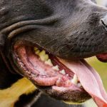 Idoso é vítima de ataque de pitbull em sítio onde trabalhava no RJ