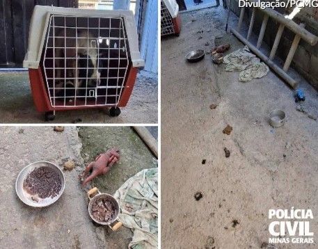 Cinco pitbulls em situação de maus-tratos são resgatados pela Polícia Civil em Itabira