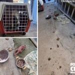 Cinco pitbulls em situação de maus-tratos são resgatados pela Polícia Civil em Itabira