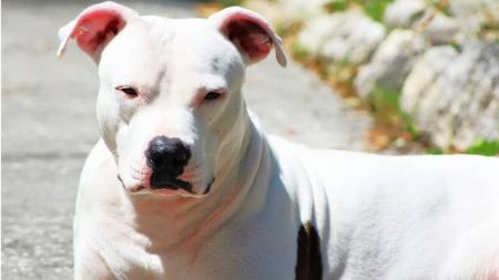 "Pittbulls são produto do meio em que vivem", diz médica veterinária