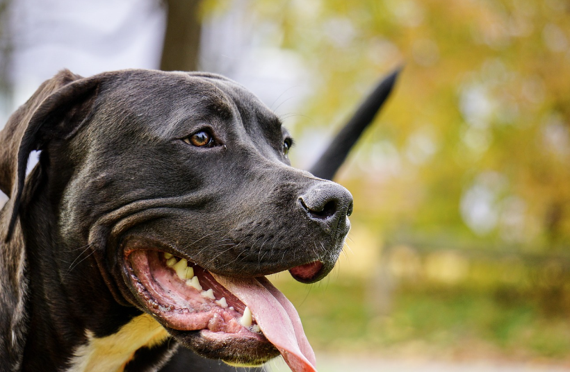 Pitbulls escapam de casa e atacam três pessoas na rua em São Paulo