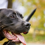Pitbulls escapam de casa e atacam três pessoas na rua em São Paulo
