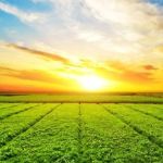 Plano Safra entra em campo 