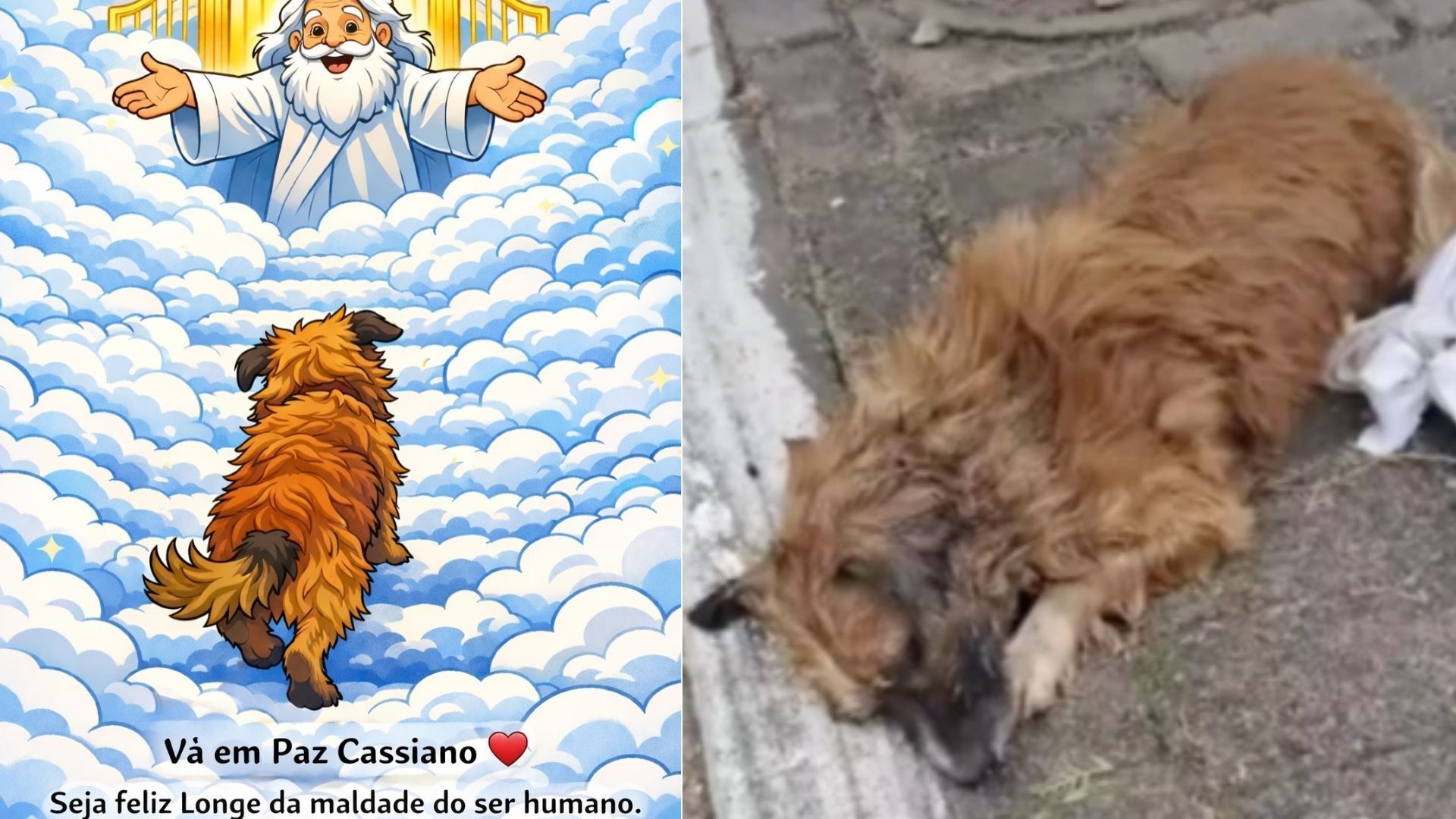 Cachorro resgatado após ser enterrado vivo morre em Sapiranga-RS