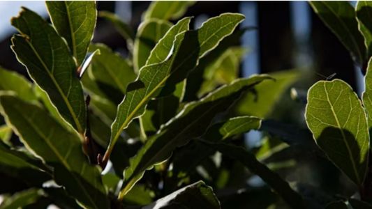 Conheça o poder do louro, segundo o Feng Shui