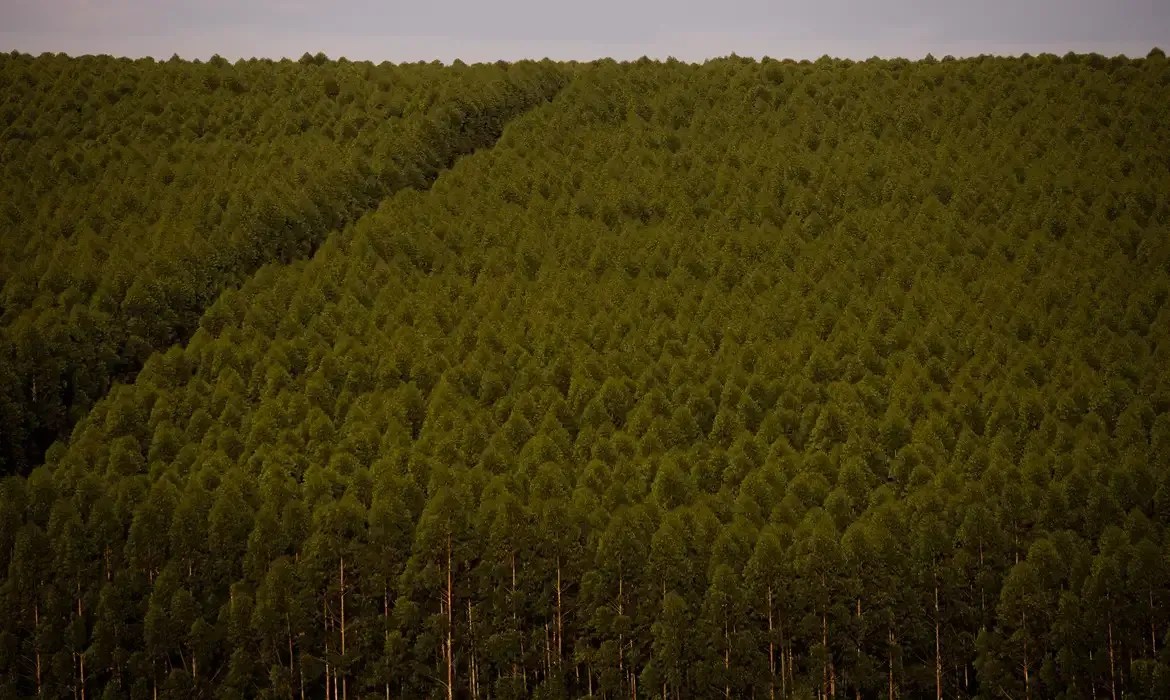 Siderurgia verde: Minas Gerais é líder na produção de aço e florestas plantadas