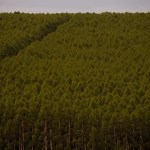 Siderurgia verde: Minas Gerais é líder na produção de aço e florestas plantadas