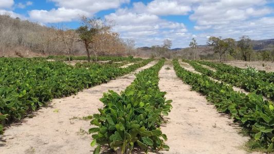 Plantação de Palma em Rubim, no Vale do Jequitinhonha