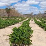 Congresso quer desmistificar uso da Palma Forrageira, planta que salva a vida do gado 