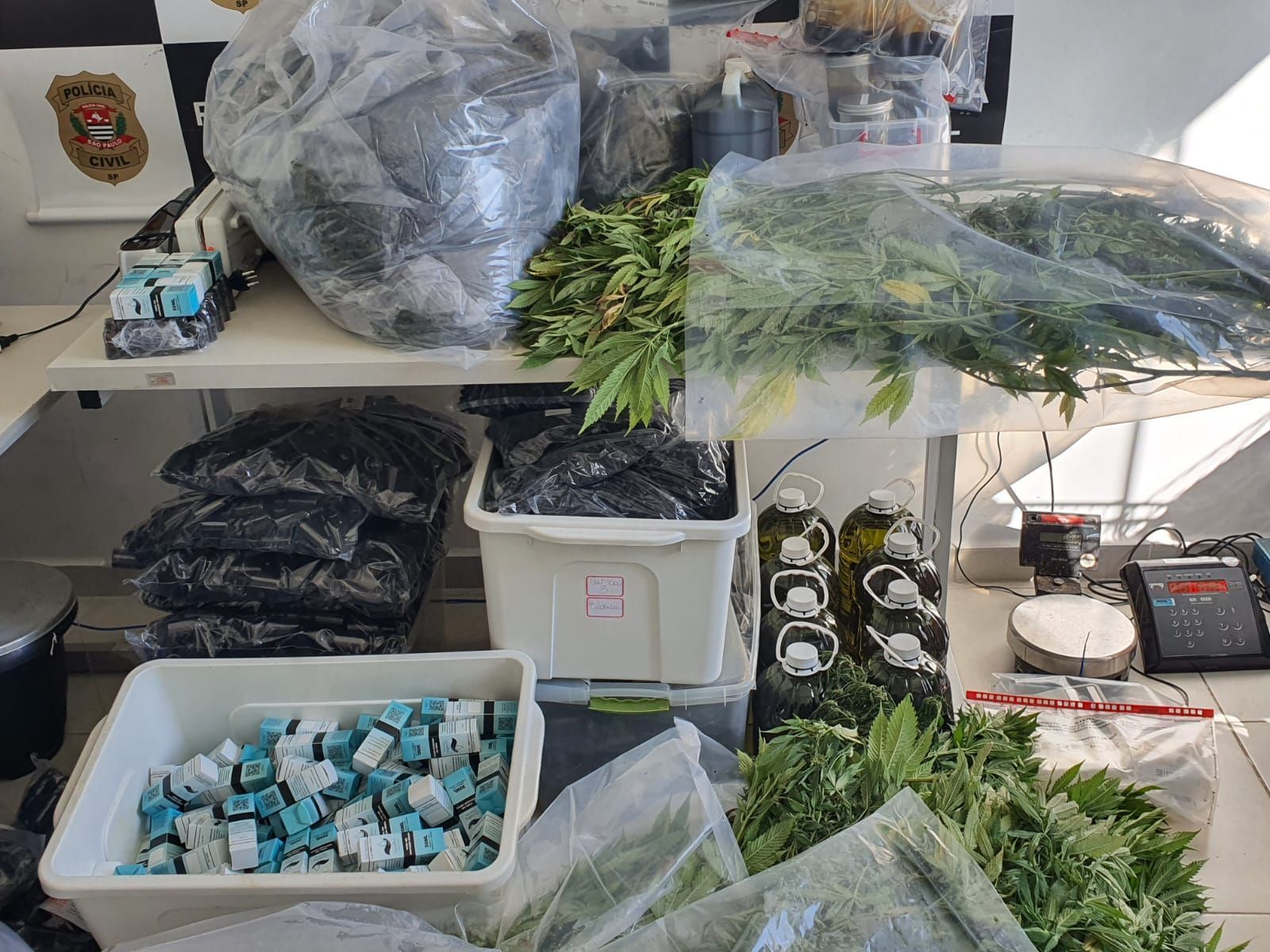 Homem é preso após polícia descobrir fazenda com 125 pés de maconha em SP