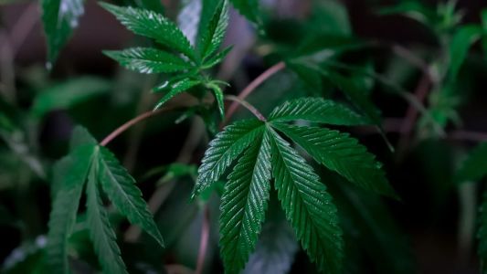 Plantio e venda de maconha foram legalizados no país