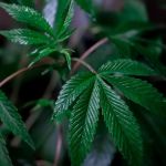 Brasil atingiu a marca de 672 mil pacientes que se tratam com cannabis
