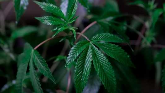 Plantio e venda de maconha foram legalizados no país