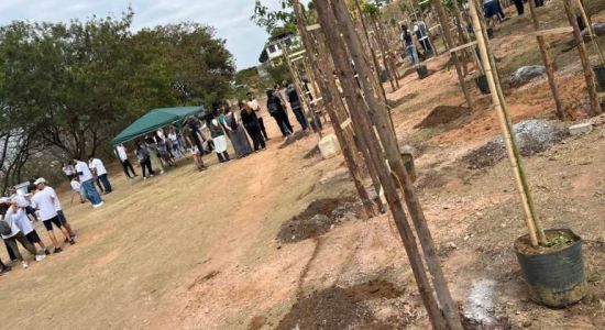 Selo será concedido em modalidades de acordo com a quantidade de plantios