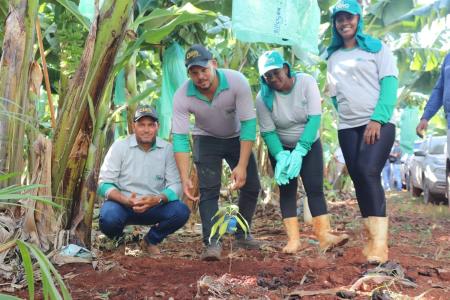 Agricultores plantam 14 mudas de Cacau em Jaíba, no Norte de Minas