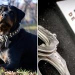 Ladrão tenta roubar casa de PM em BH, é atacado por rottweiler e baleado
