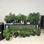 Dois jovens são presos após PM encontrar estufa improvisada com pés de maconha em apartamento em Montes Claros