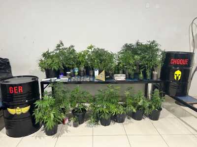 Plantação de maconha apreendida pela Polícia Militar de Montes Claros